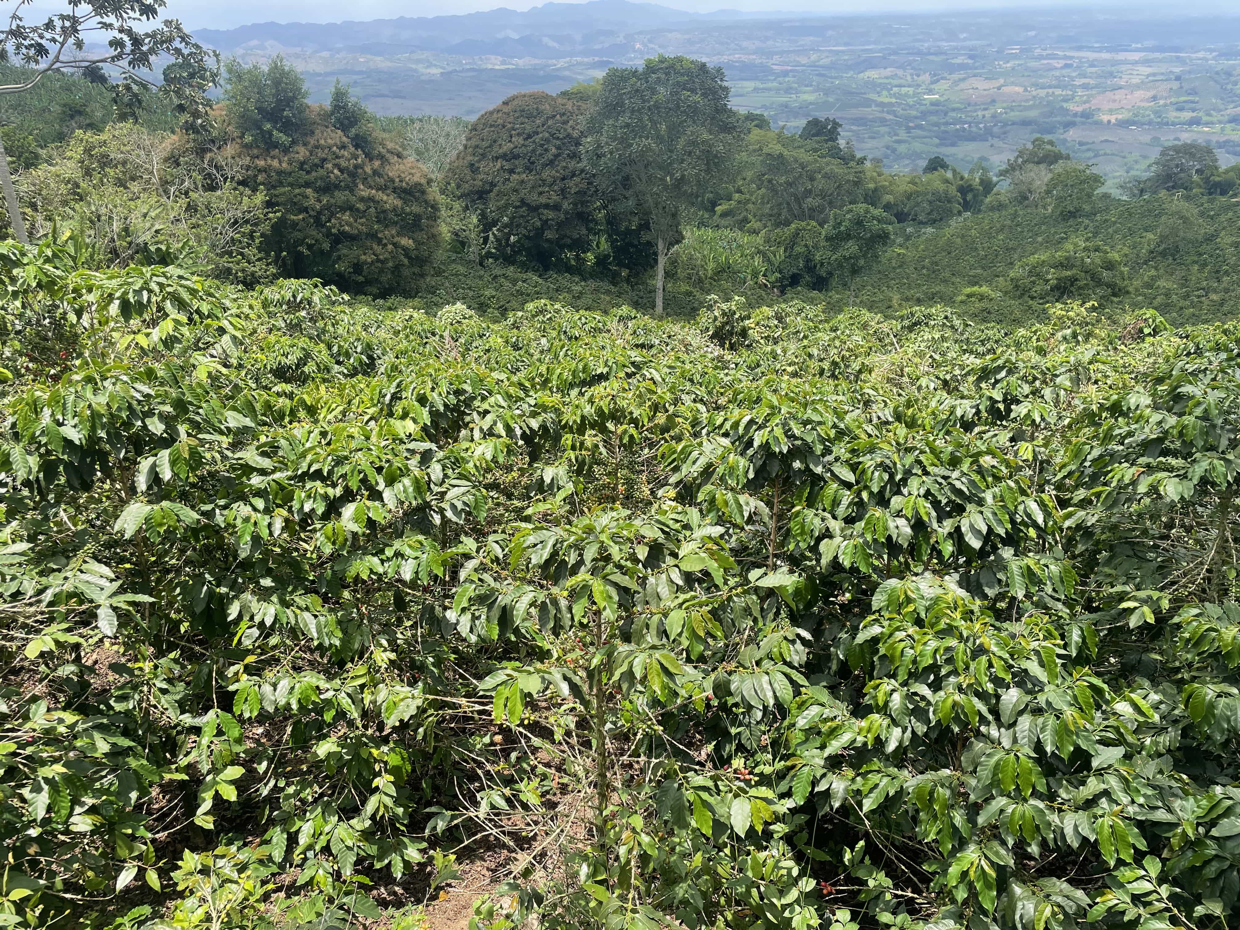 Specialty coffee origin farm Colombia — Authority.Coffee crop-to-cup expertise